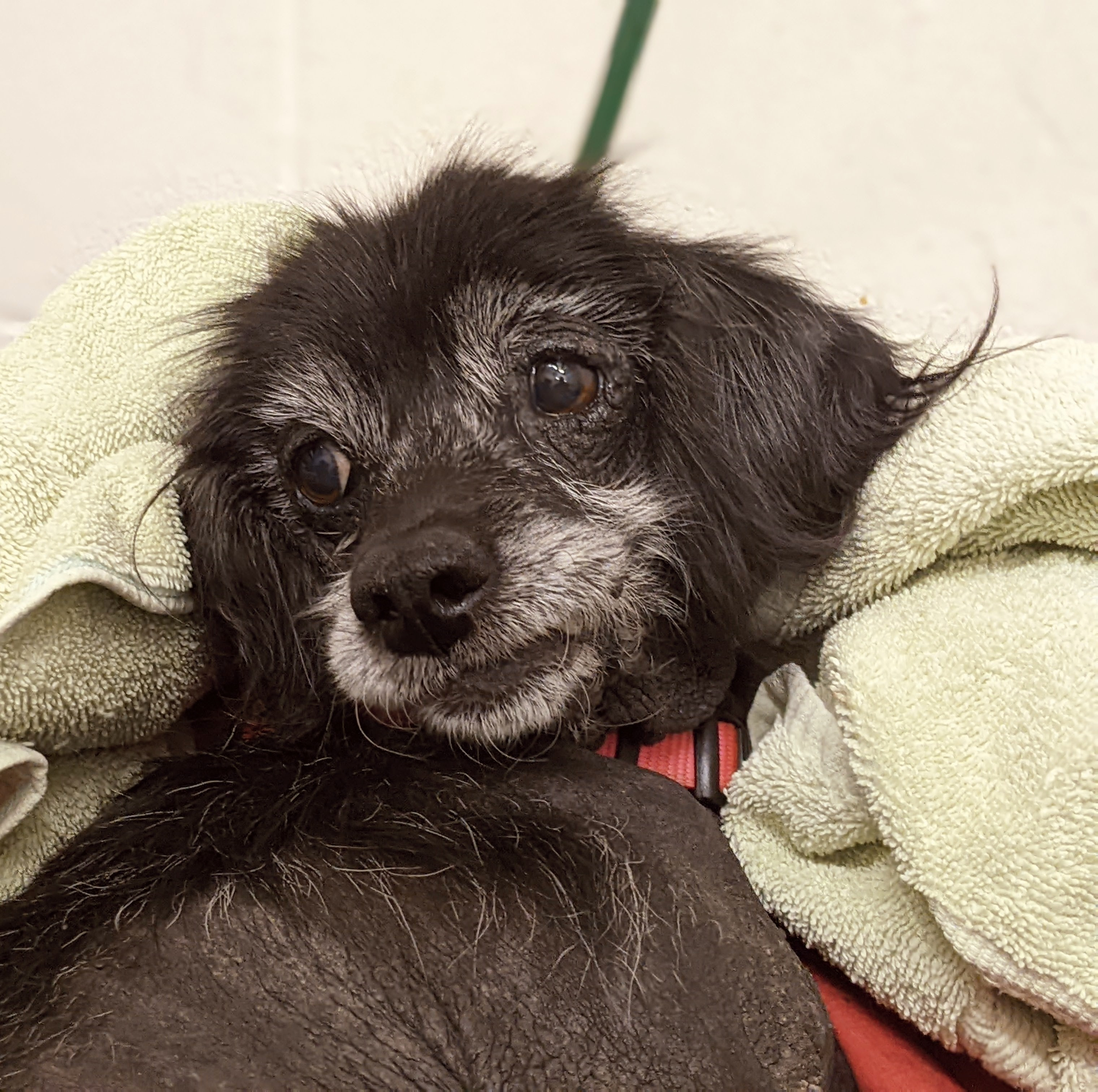Lilli black dog with grey muzzle