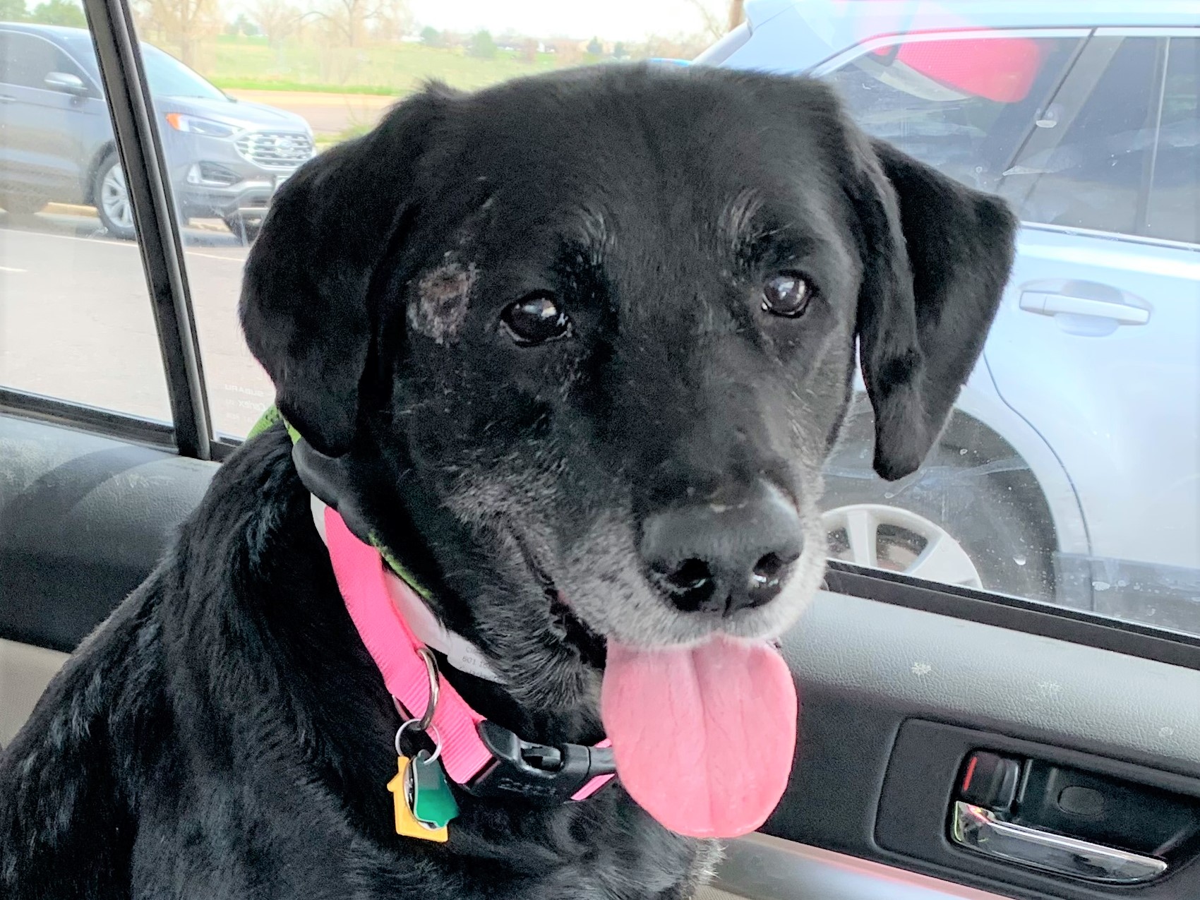 Lily black lab with tongue out