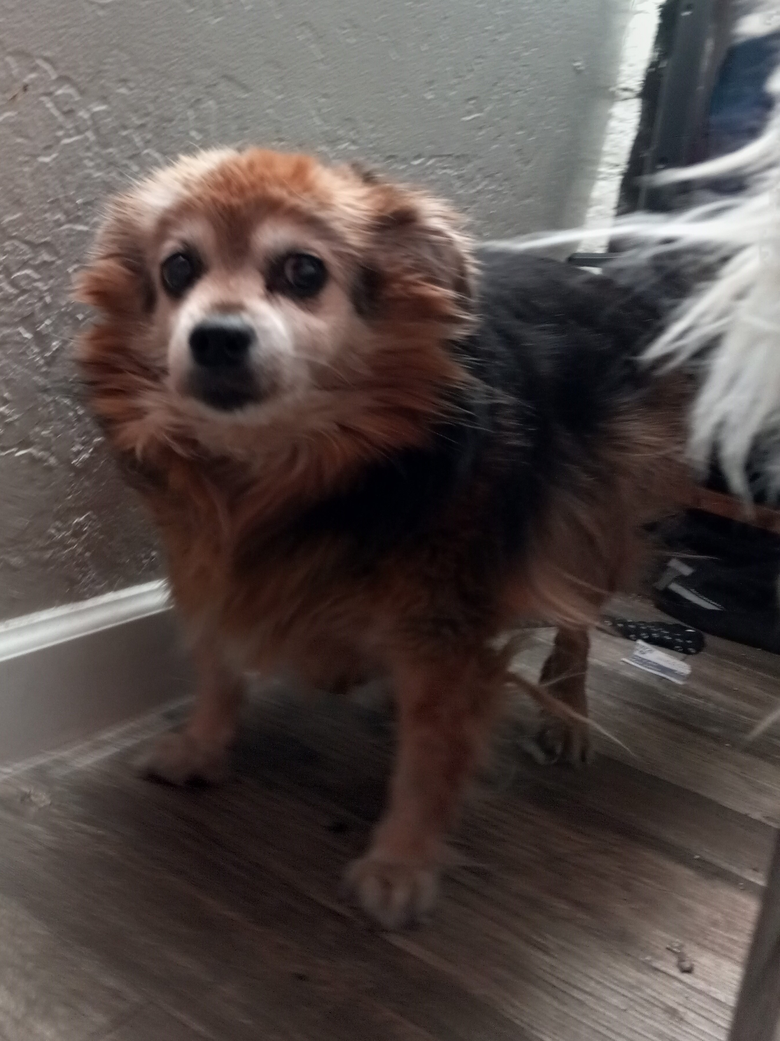 Lotus Pod brown dog