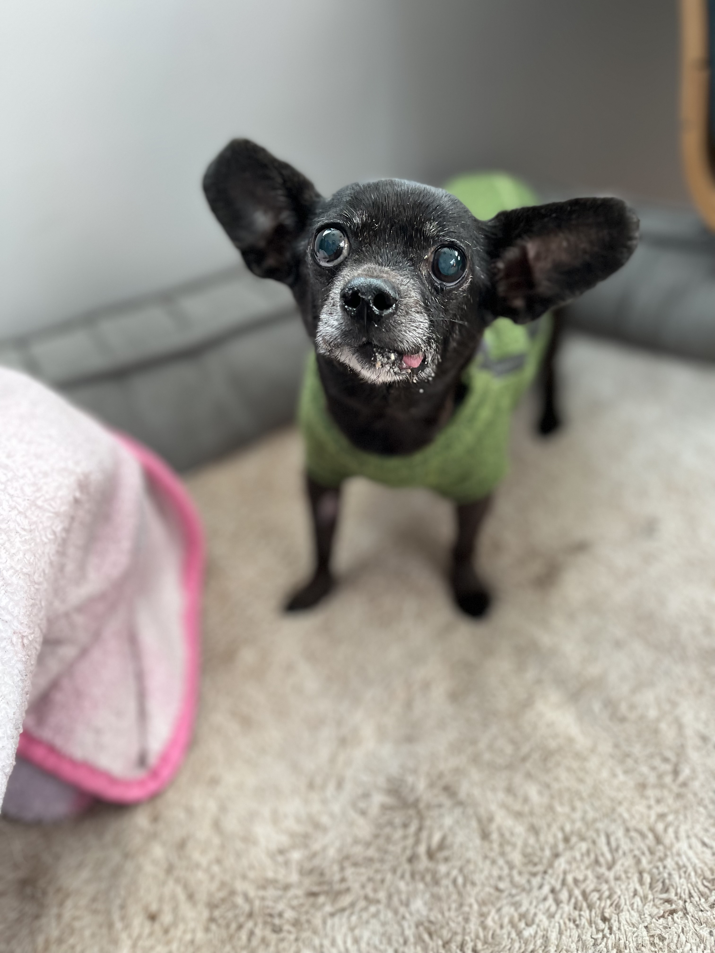 Macie Mae with wide ears black dog with big ears