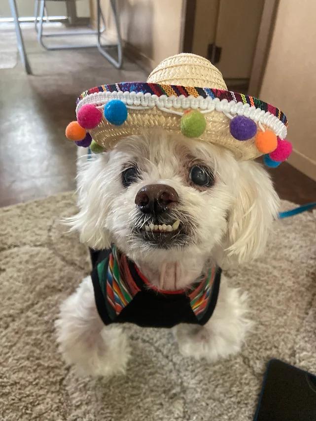 Mr. Big white dog with sombrero