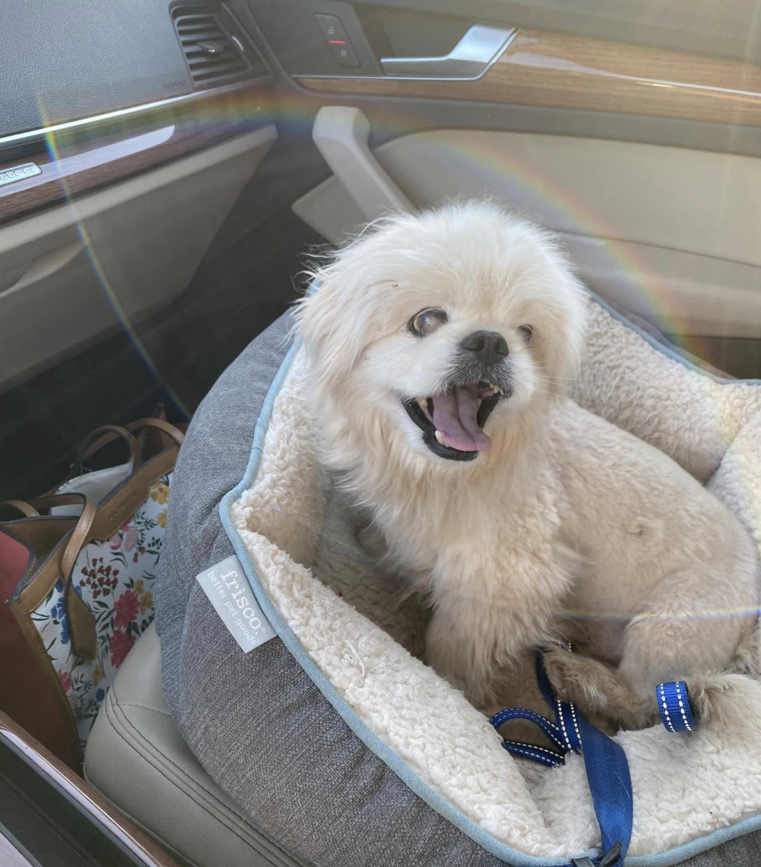 Nandor in the car white dog sitting in the car