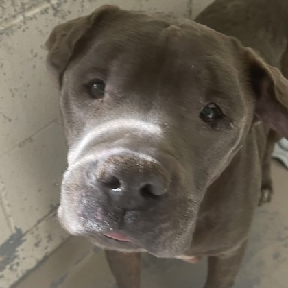 Pappy grey-faced senior dog