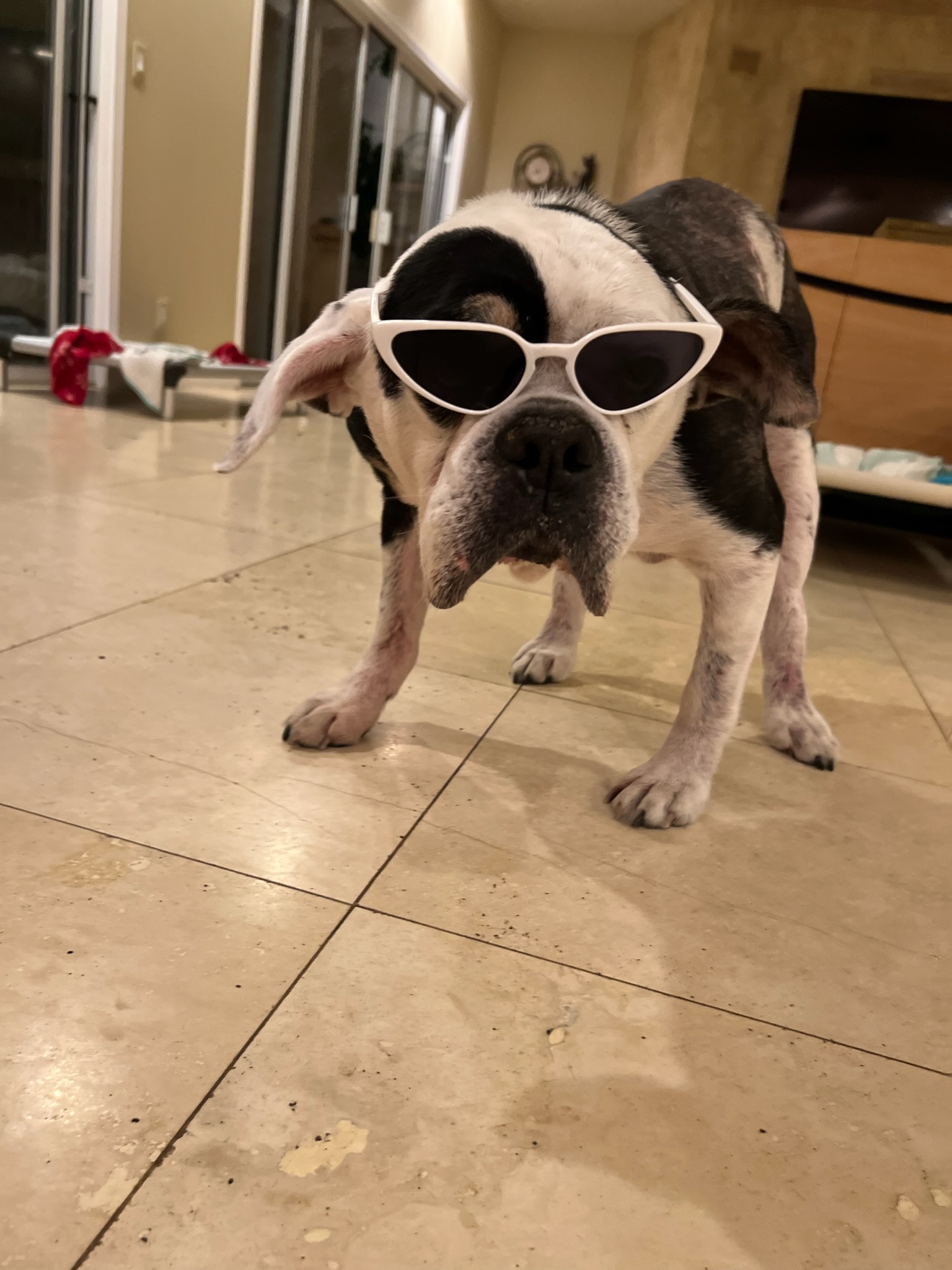 Ringo looking cool dog looking cool