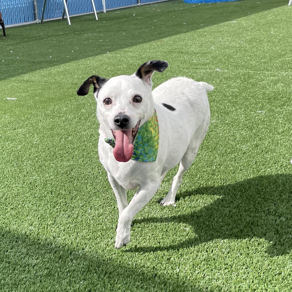 Roxie white dog in green grass