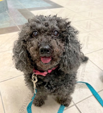 Roxy black poodle