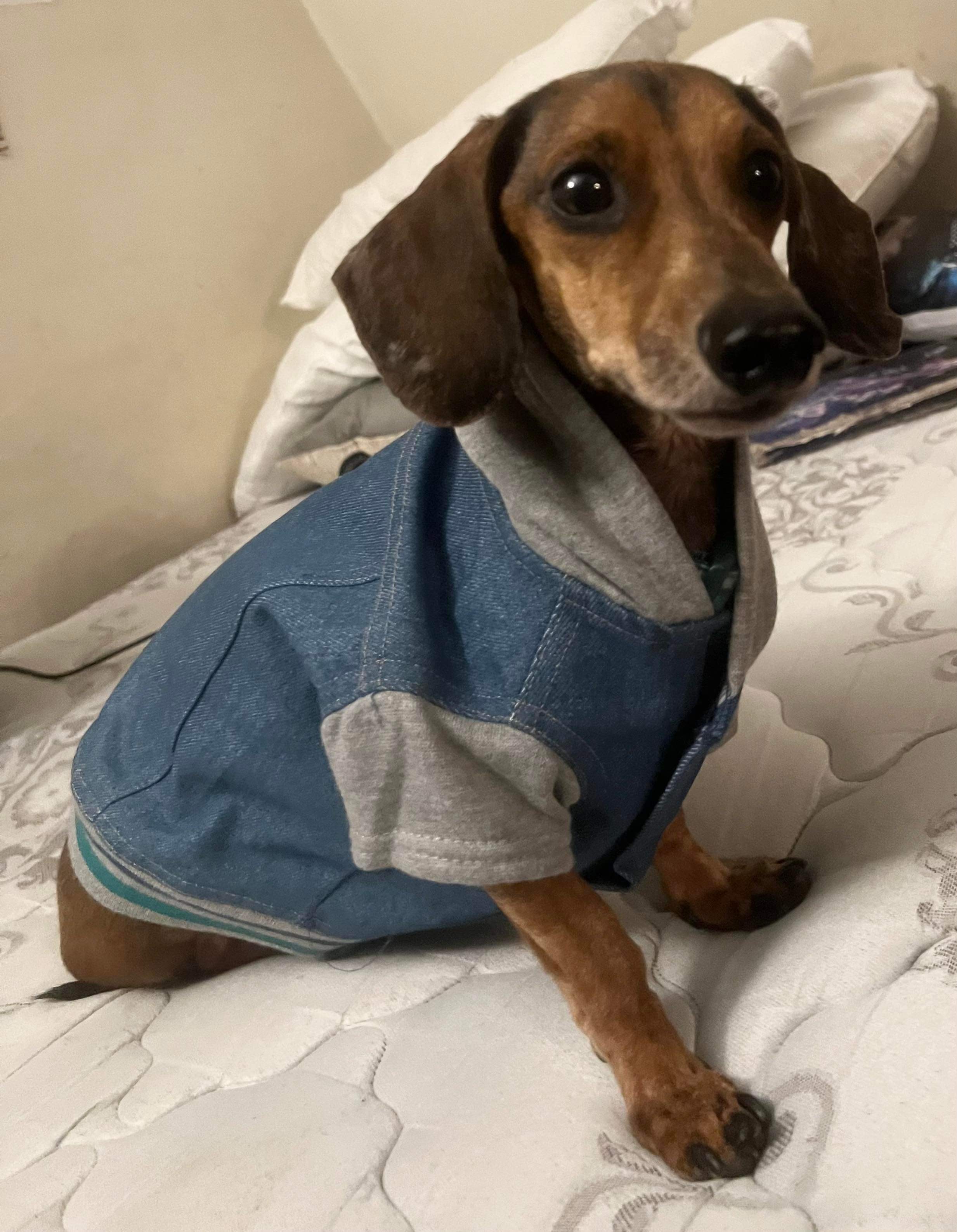 Scrappy brown dog in sweater
