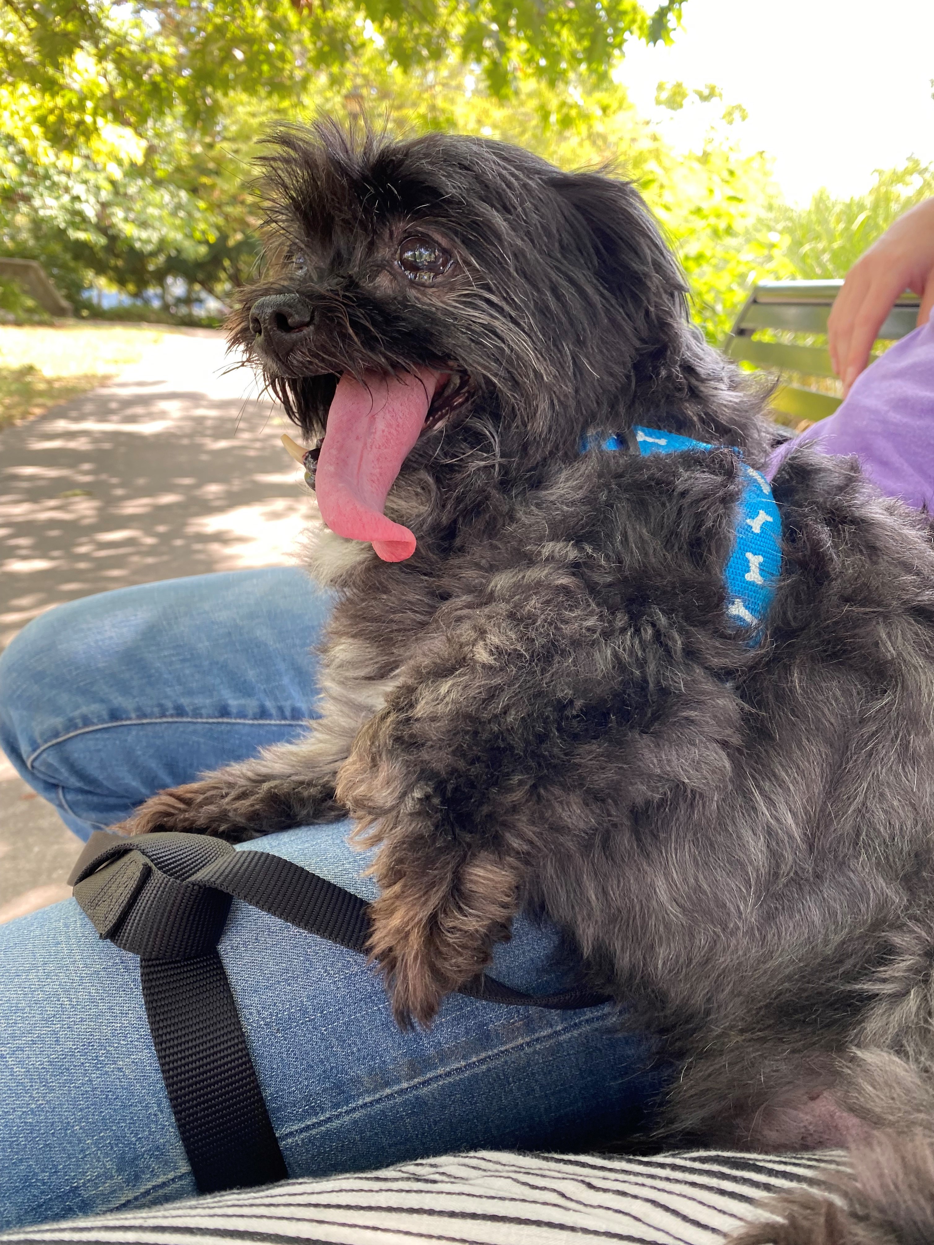 Scruffy sitting on someone's lap scruffy black dog sitting on a person's lap