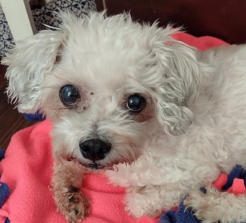 Suzy on a pink blanket white curly-haired dog on pink blanket