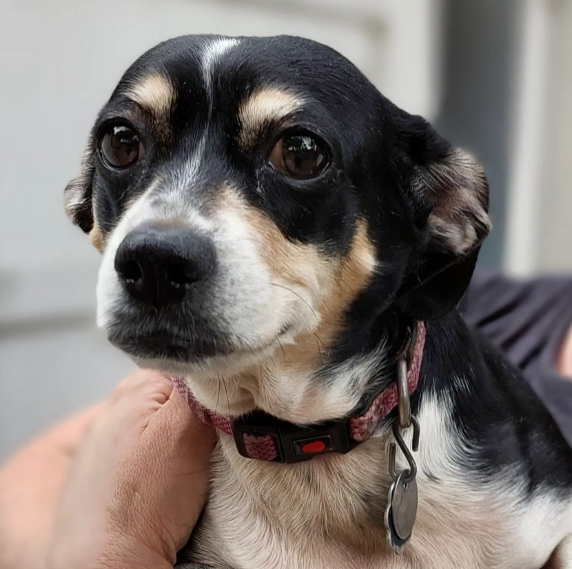 Uguyni black and tan dog