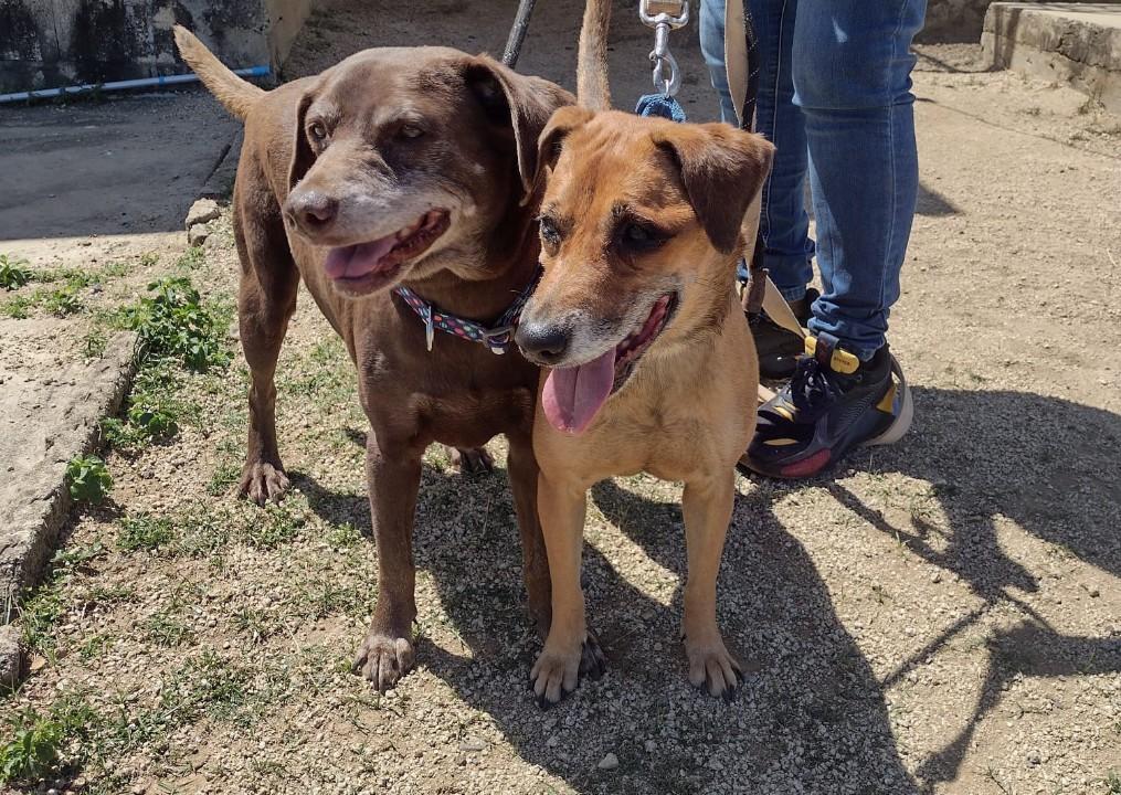two brown dogs