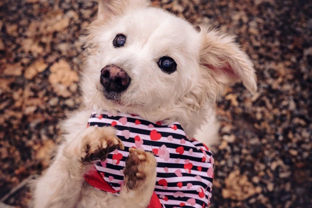 From Cage to Cushion: Animal Rescue, Inc. Saves Abused and Abandoned Dogs | The Grey Muzzle Organization From Cage to Cushion: Animal Rescue, Inc. Saves Abused and Abandoned Dogs | The Grey Muzzle Organization