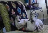 Angel and Bam Bam at home