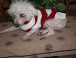 Muffin laying on a bed in a sweater