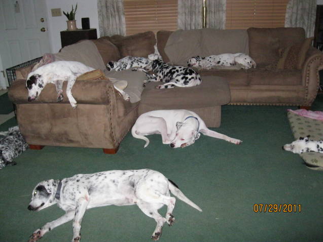 Val and Buddy with some dalmation pals