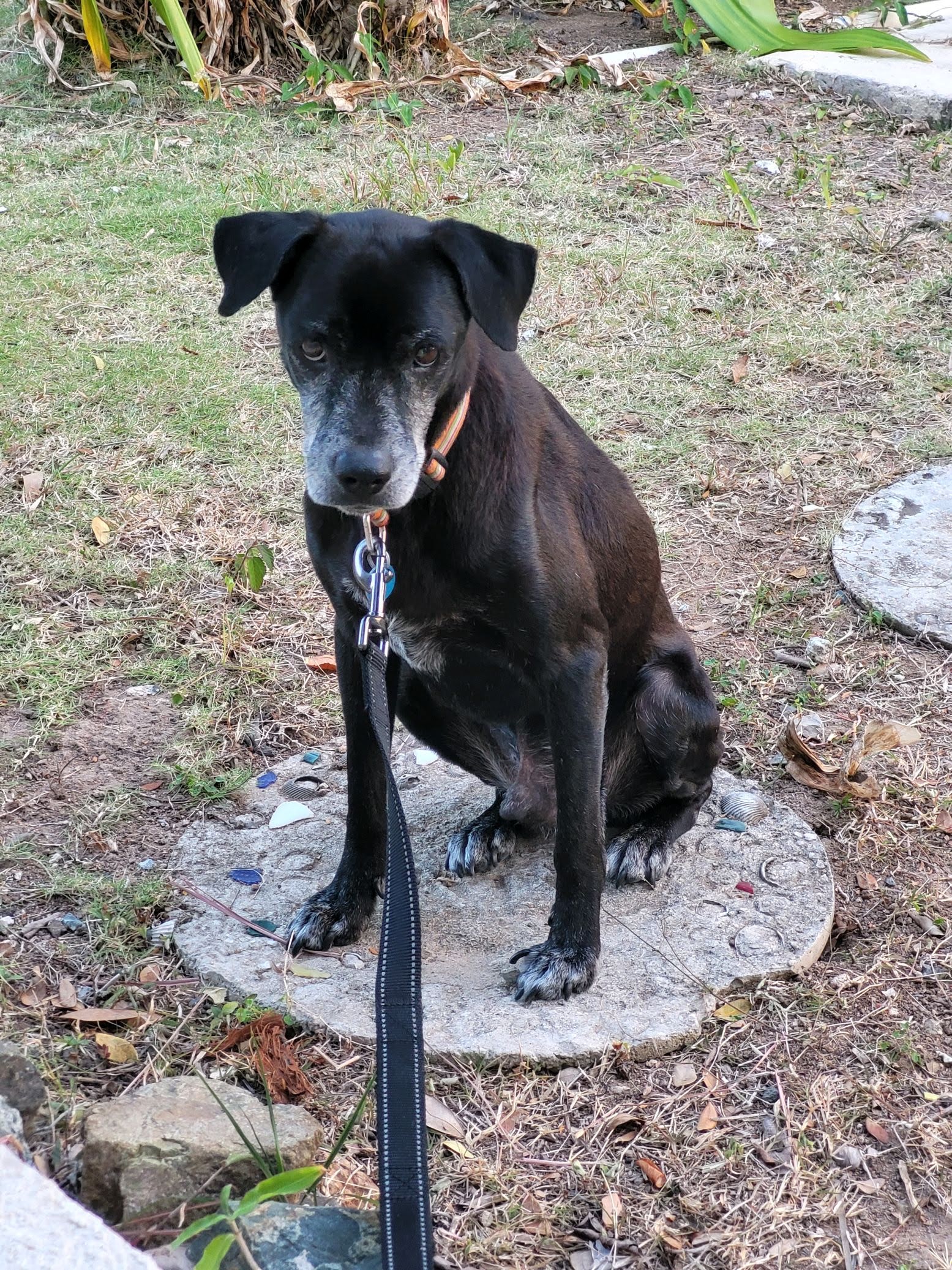 Adam Vieques Humane Society