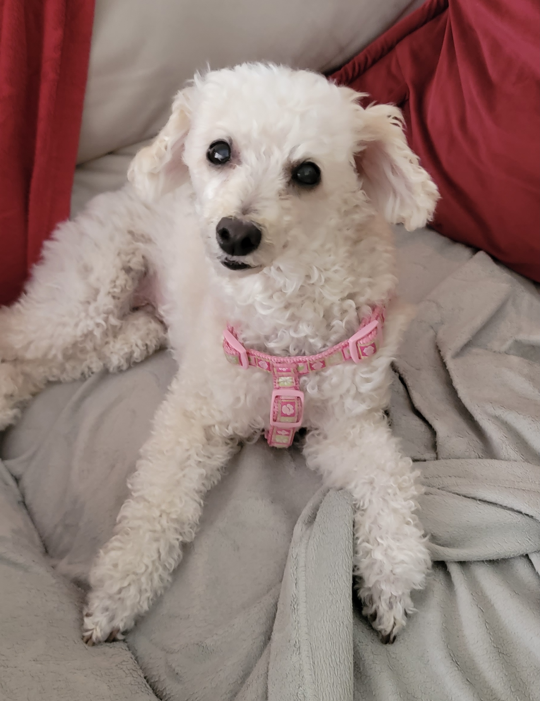 Ami Poodle and Pooch
