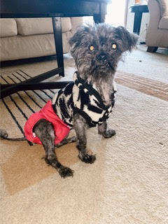 scruffy dog with diaper scruffy dog with diaper
