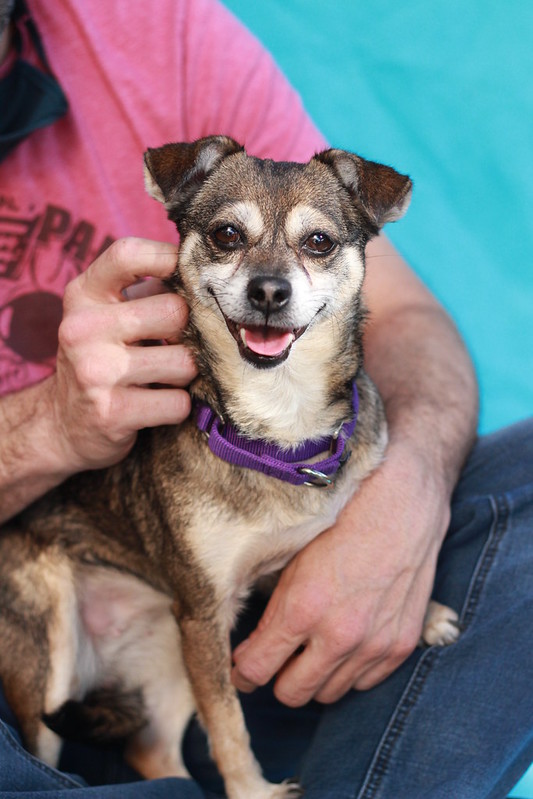 Smiling Aunt Fern smiling small brown dog