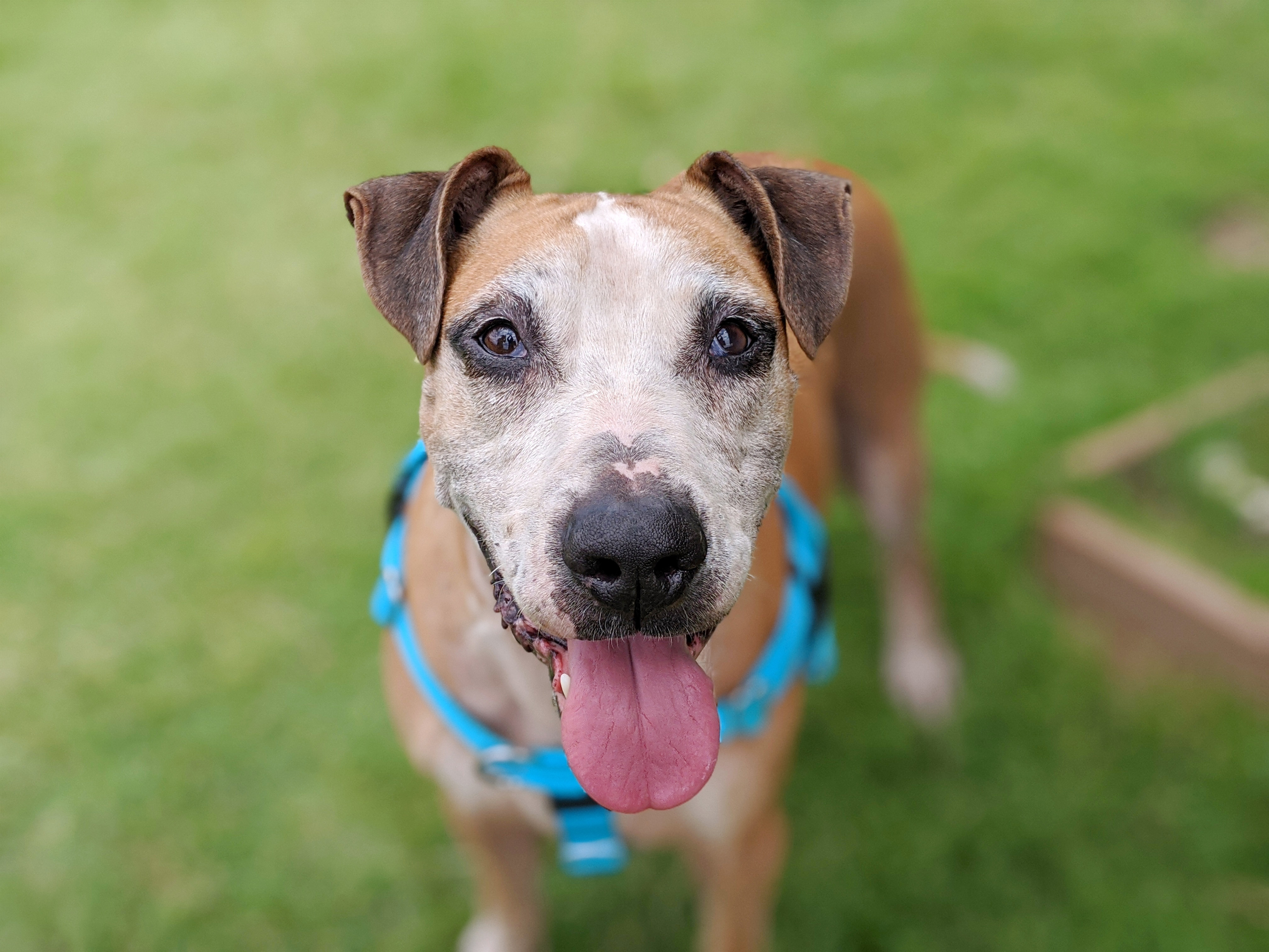 Smiling senior pup Small brown dog