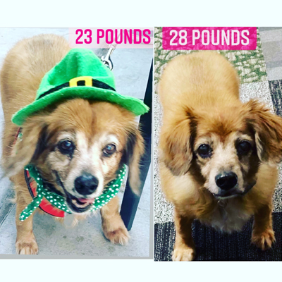 Bella Comparison