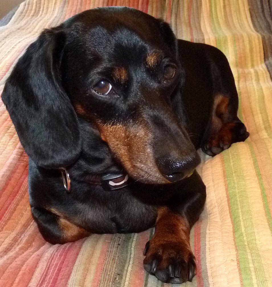 Duchess Black and tan Dachshund Duchess