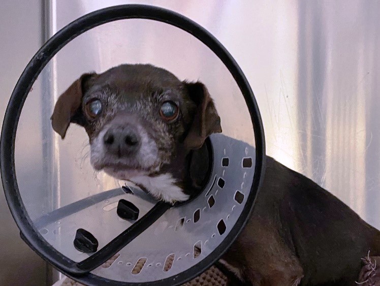 Betty Small dog in cone