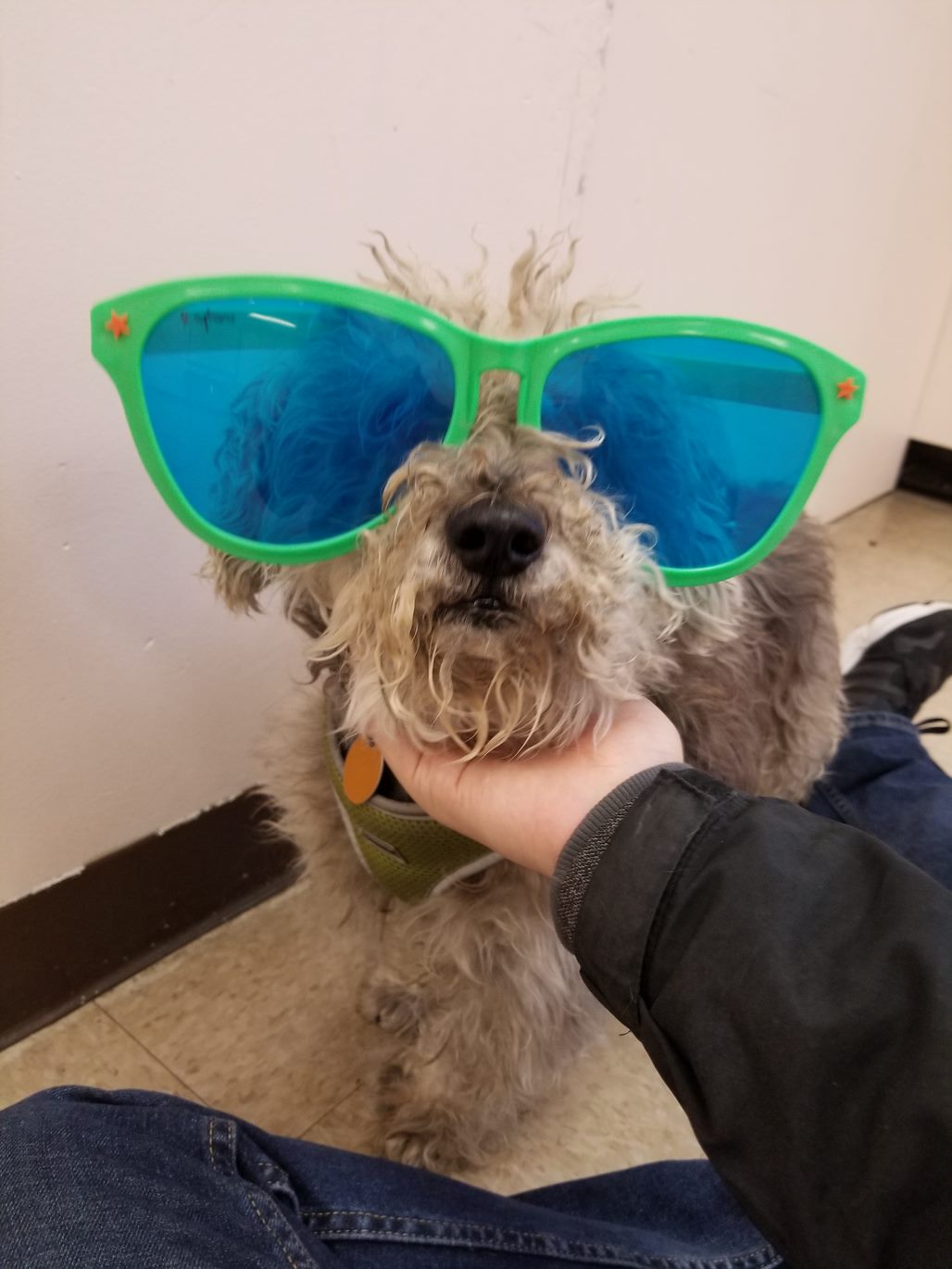 Small gray dog with green sunglasses on