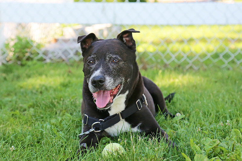 Big Max Connecticut Humane