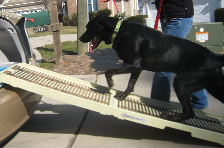 how to get a dog to go up stairs