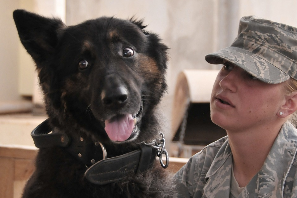 Adopting Retired K-9s and Military Dogs 