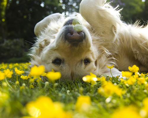 Adopting A Senior Dog How To Find Your New Best Friend By K E Magoon The Grey Muzzle Organization