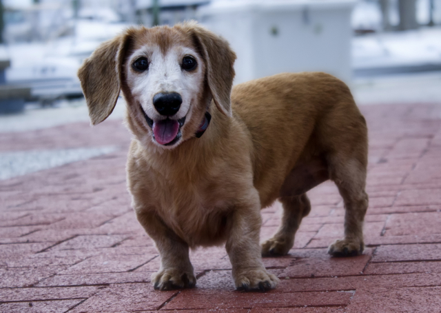 The Best In Senior Dog Gifts - Help 'Em Up®