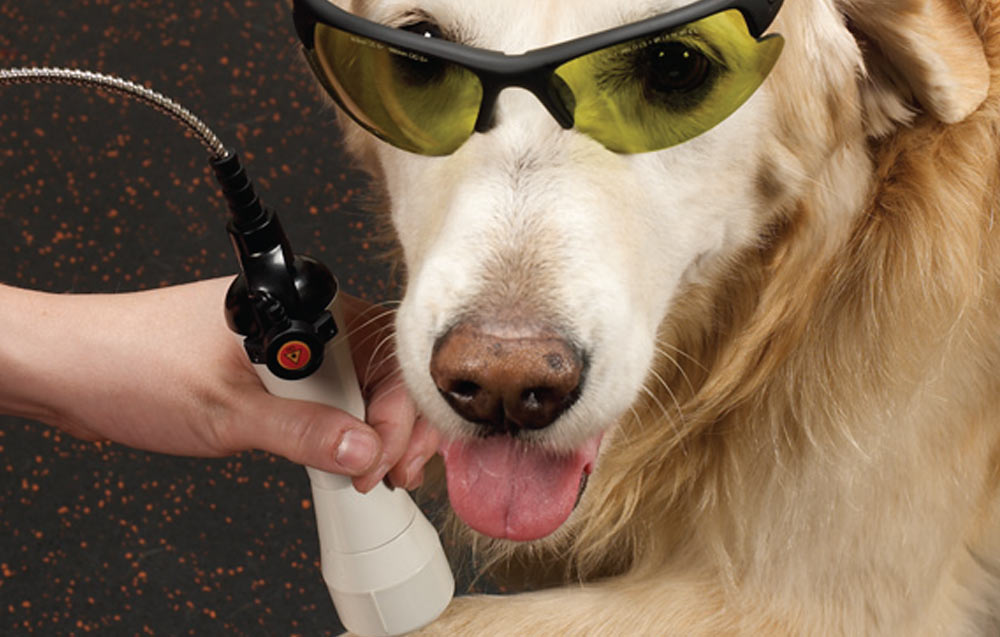 Laser Therapy for Senior Dogs by Brian 