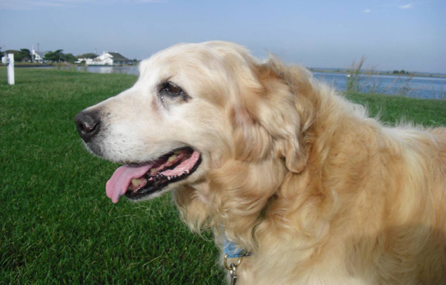 senior golden retriever rescue