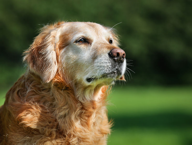 joint help for older dogs