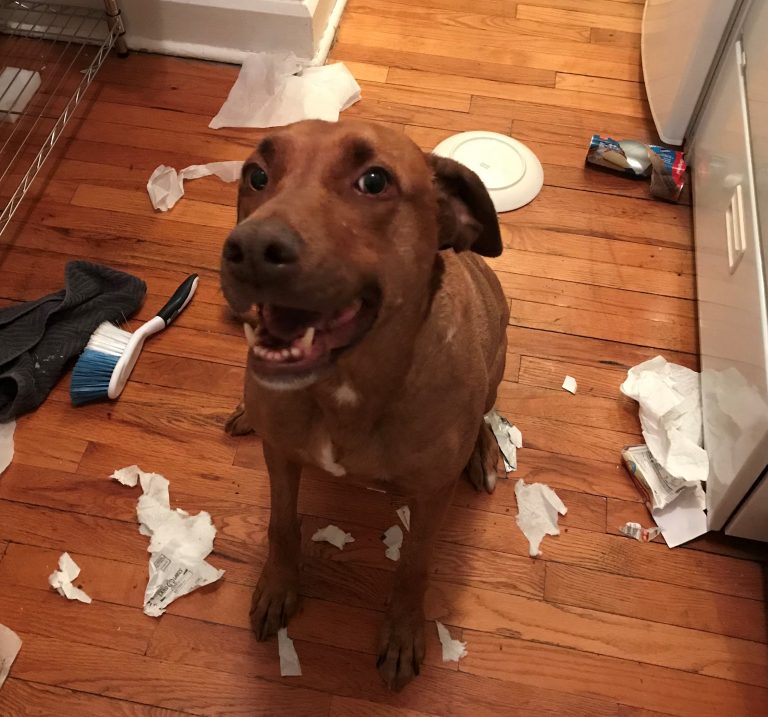 heartworm shot treatment