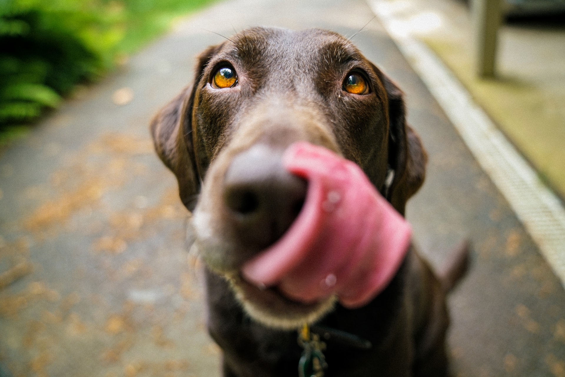 Chocolate lab tongue Chocolate lab tongue
