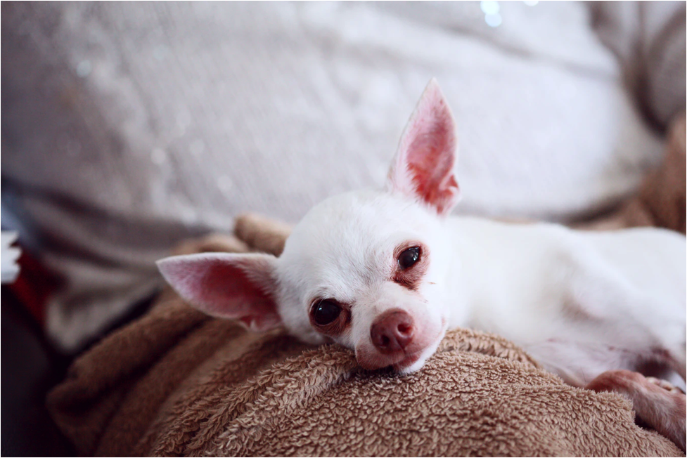 White Chihuahua White Chihuahua