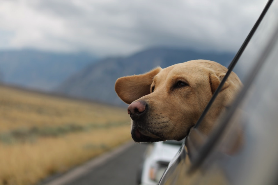 Brown dog hanging his head out a car window Brown dog hanging his head out a car window