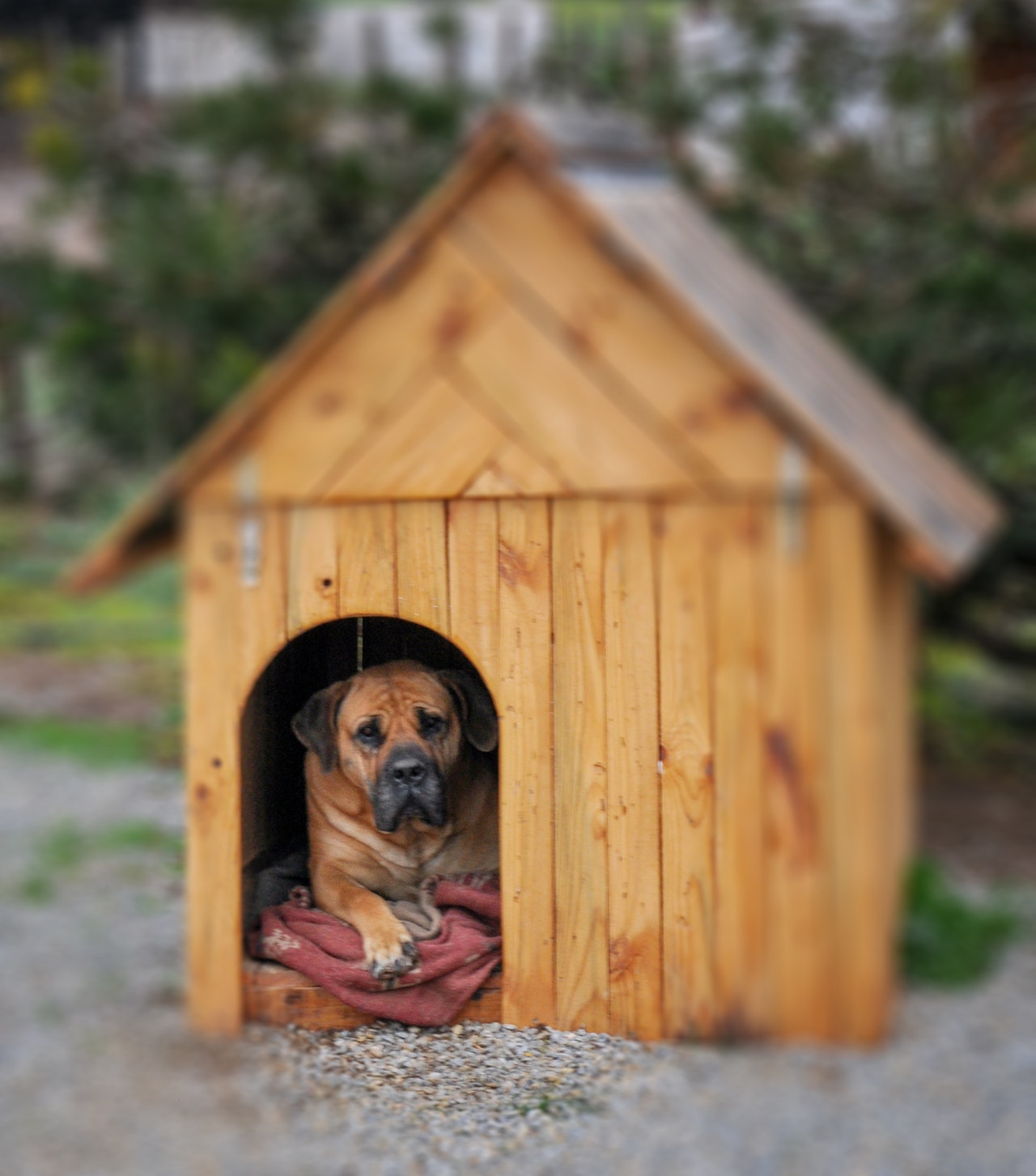 what is the point of a dog house