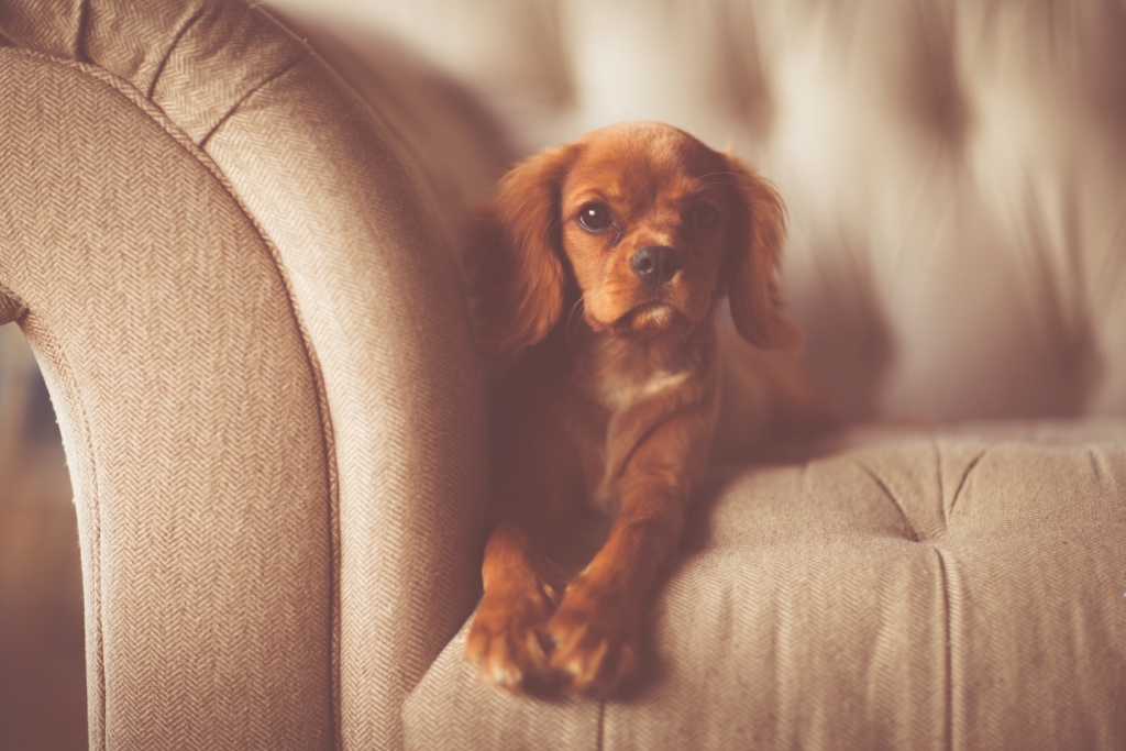Small brown dog sitting on a couch. Small brown dog sitting on a couch.