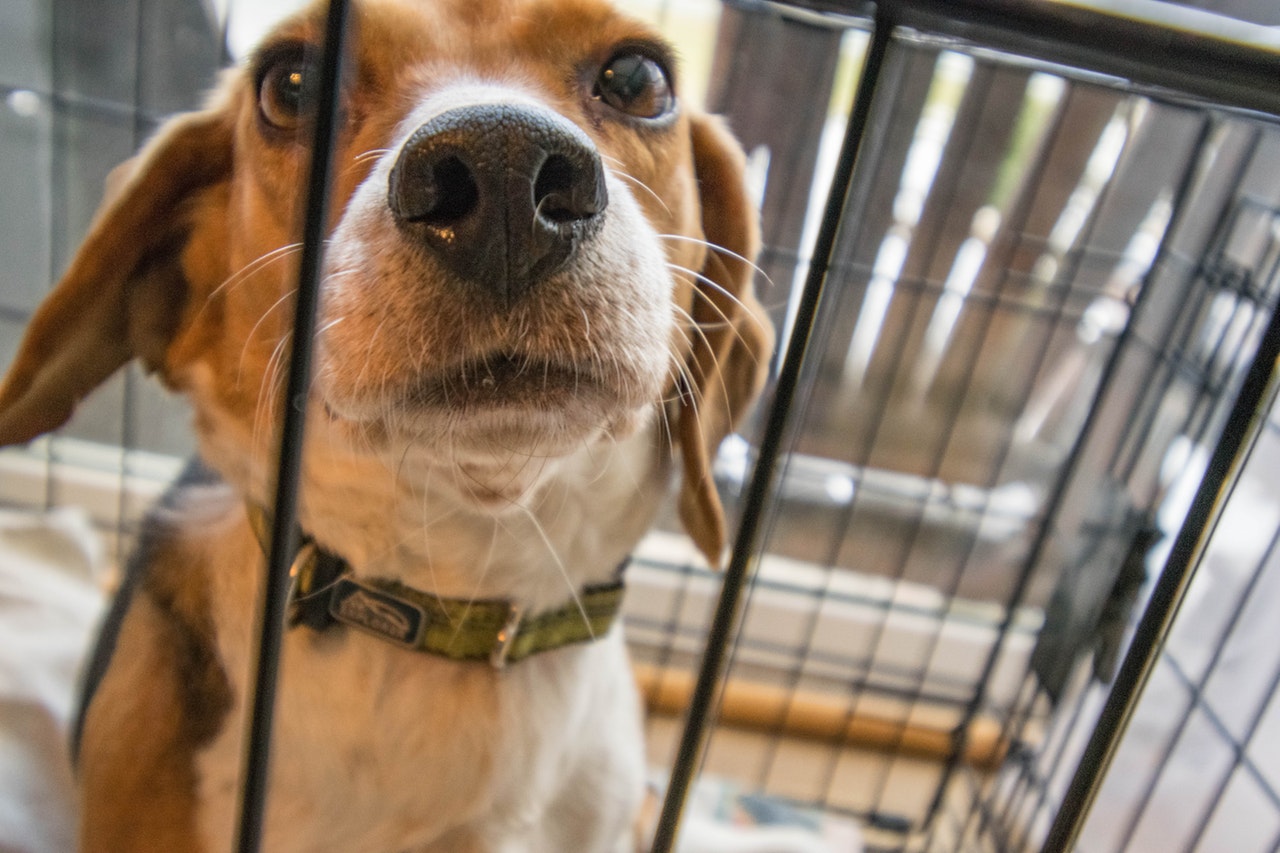 Adult beagle in a crate Adult beagle in a crate