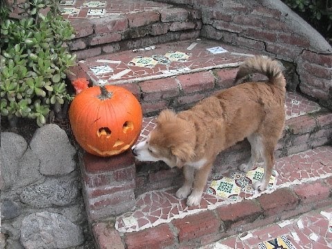 Dog sniffing pumpkin