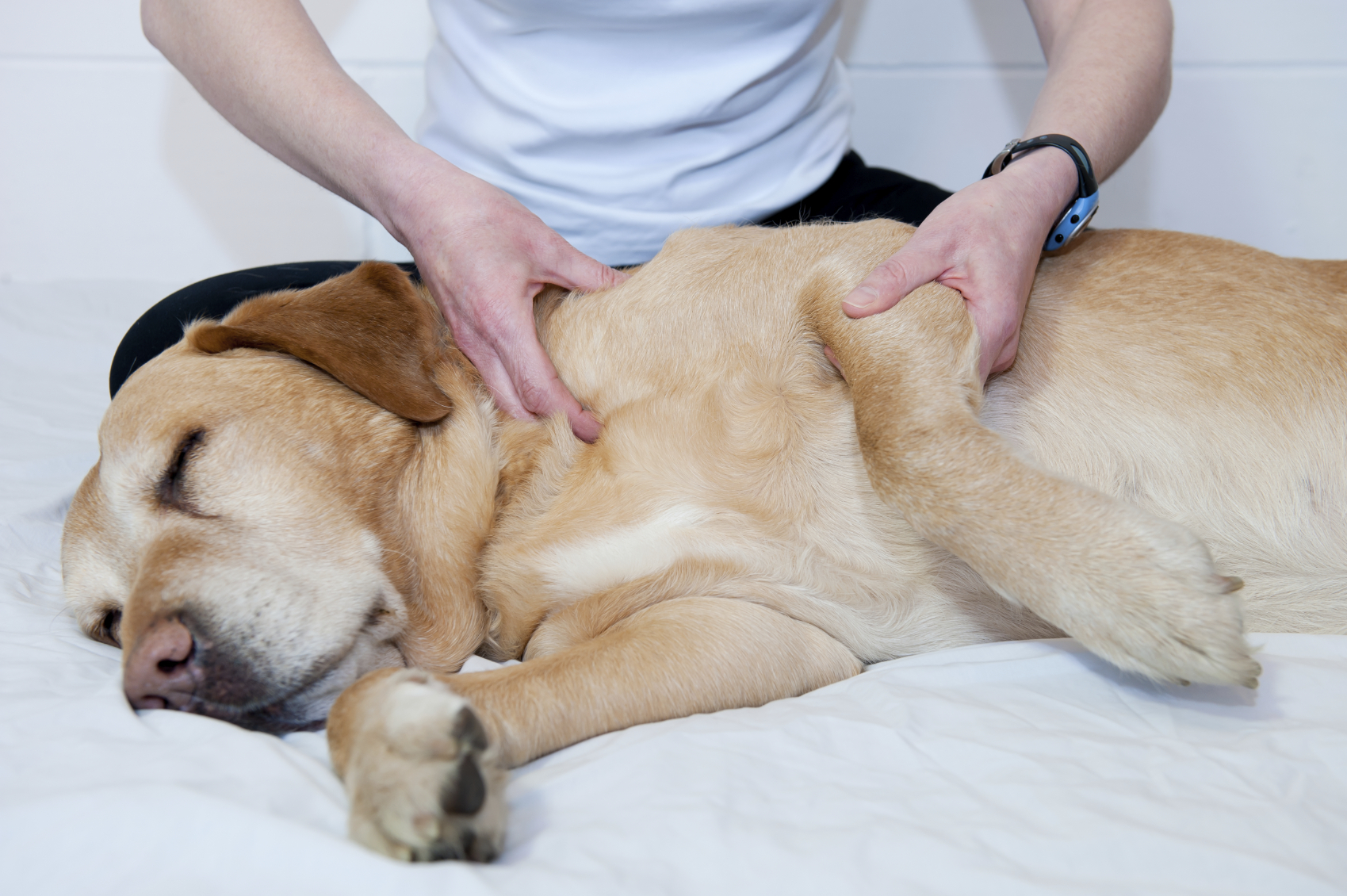 therapy for dogs