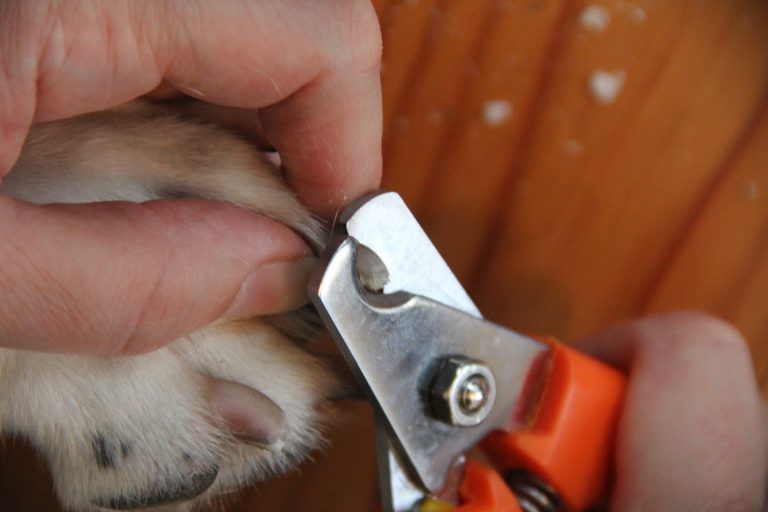 Conquer Dog Nail Trims With Confidence: Take Dr. Buzby's online course to  master dog nail trims without fear and support senior dogs along the way |  The Grey Muzzle Organization