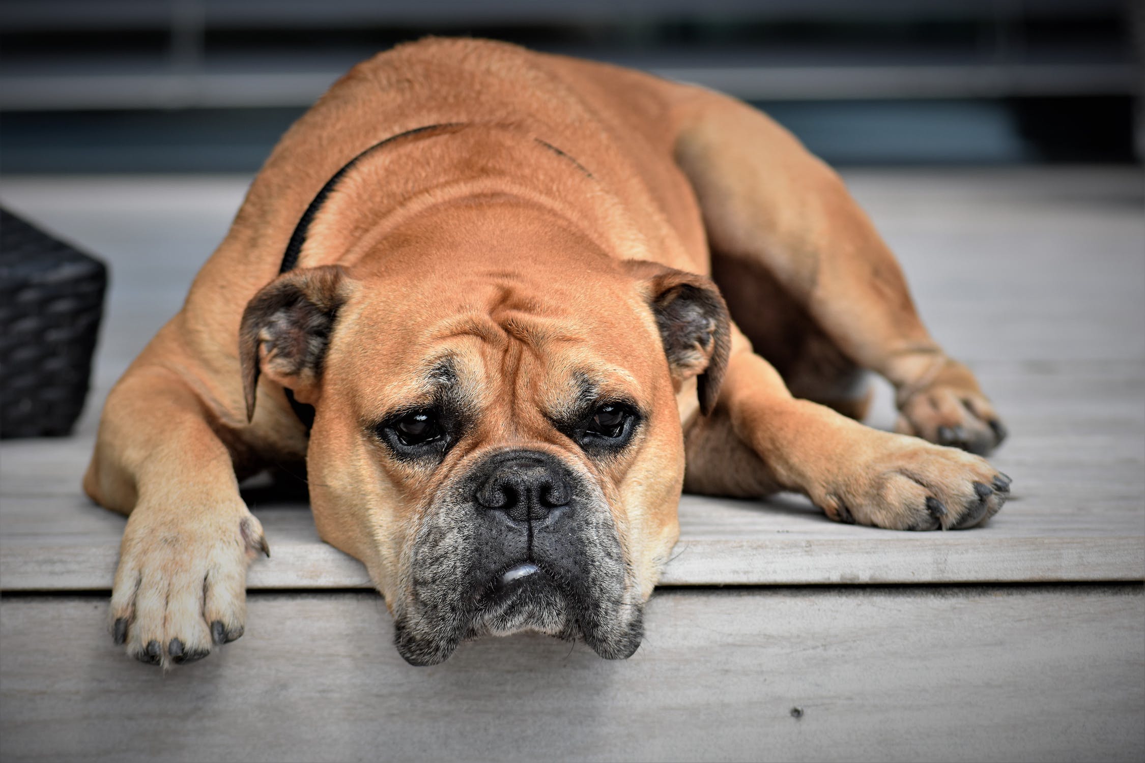 Osteoarthritis: An Overview and Treatment Options by Dr. Megan Buchanan | The Grey Muzzle Organization Osteoarthritis: An Overview and Treatment Options by Dr. Megan Buchanan | The Grey Muzzle Organization