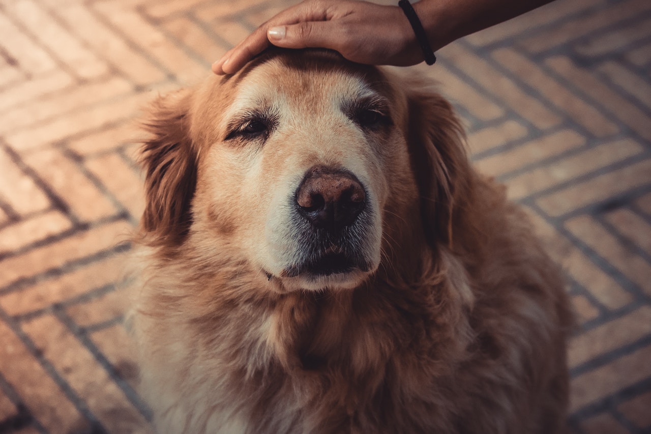 Senior Golden Retriever being petted Senior Golden Retriever being petted