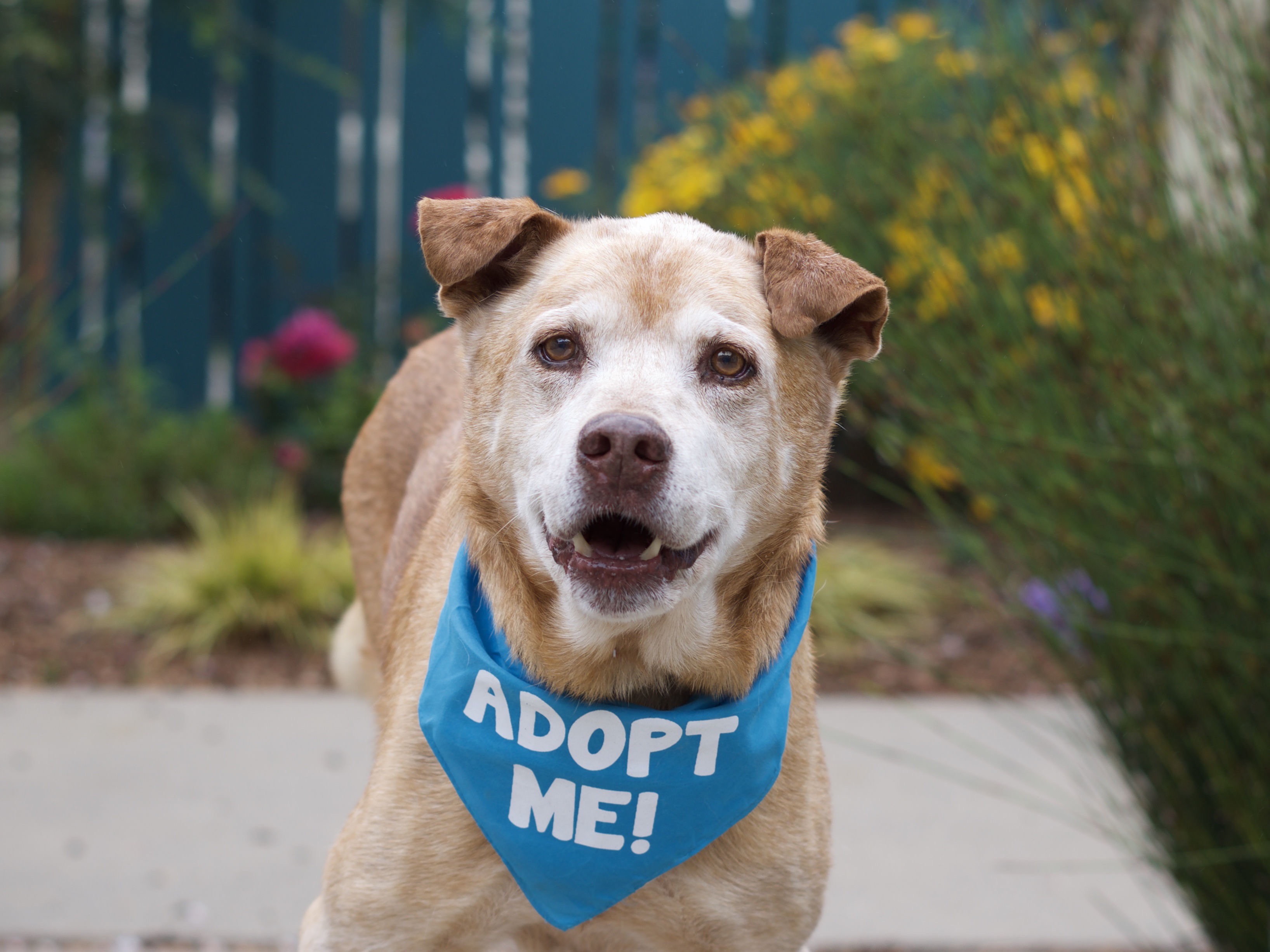 Shelter Dog Adoptions The Pandemic's Silver Lining The Grey Muzzle