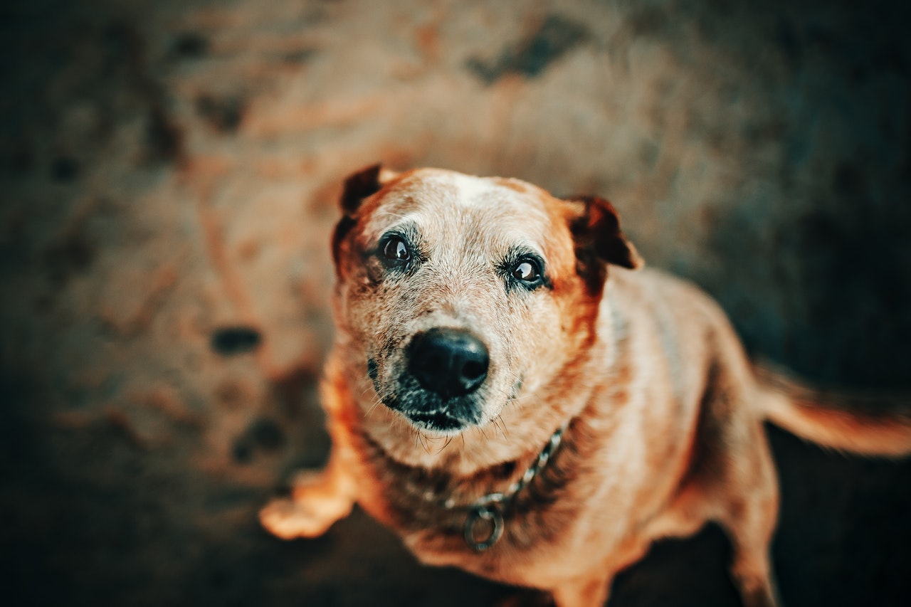 Up close brown cattle dog Up close brown cattle dog